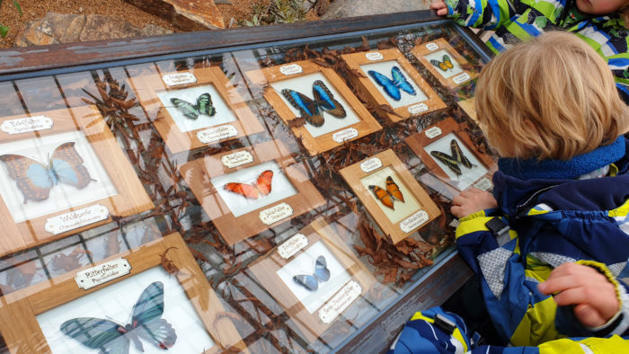 Schmetterlingsausstellung im Botanischen Garten München mit riesigen