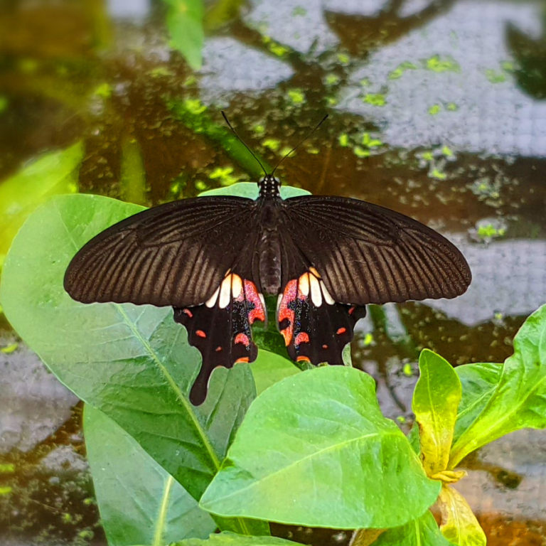 Schmetterlingsausstellung im Botanischen Garten München mit riesigen