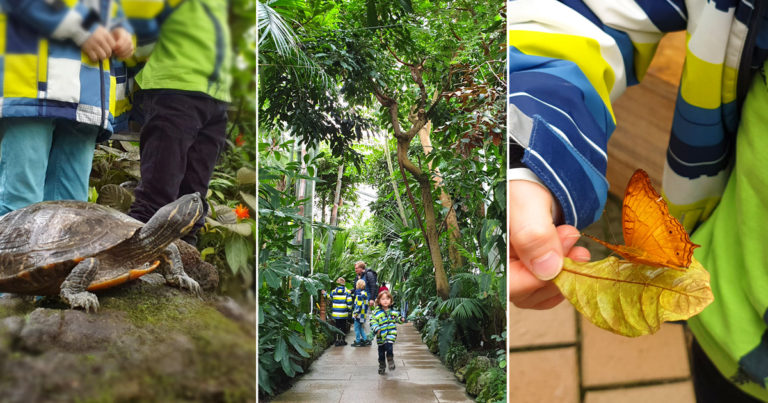 Schmetterlingsausstellung im Botanischen Garten München mit riesigen