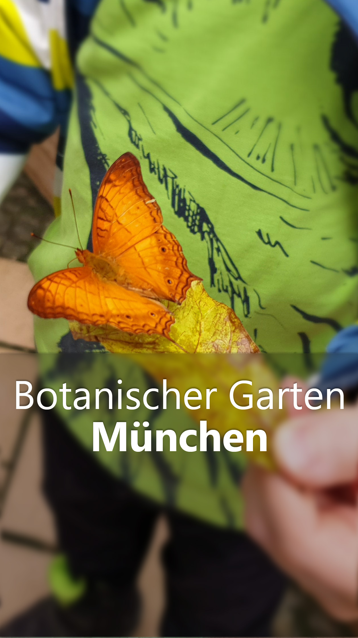 schmetterlinge_bot_garten_muenchen_titel_reel Ich spring im Dreieck